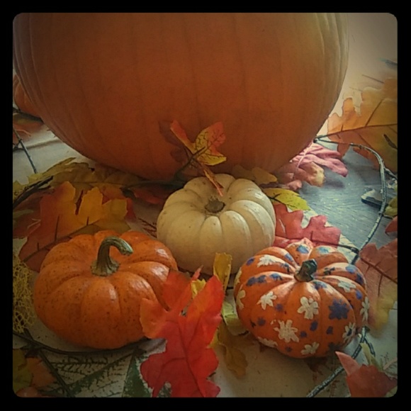 Meet your Posher, Shanda - Picture 4 of 4